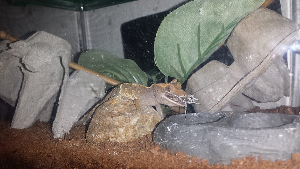 gecko 3