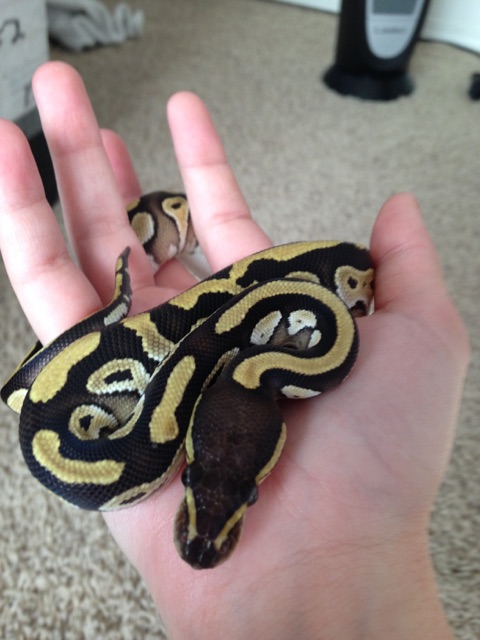 Mojave