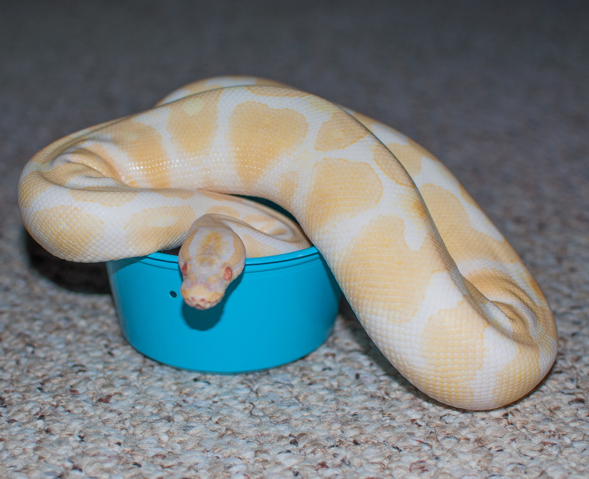 Yellow, 2.5 years old with the container he was originally shipped in