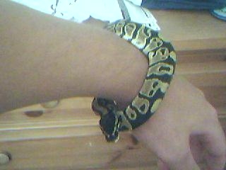Buddy