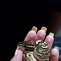 My first baby ball python, a lesser :)