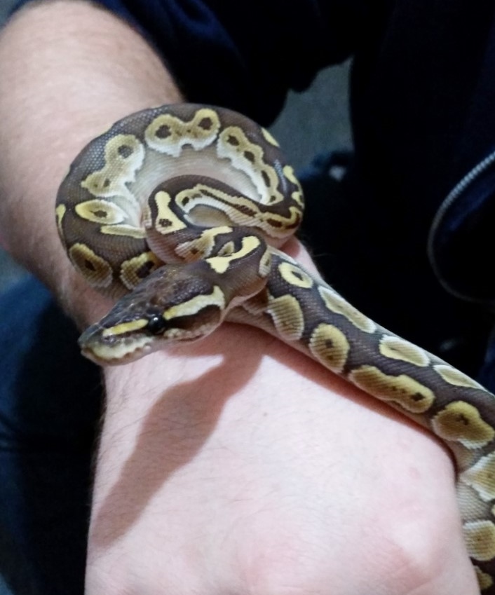 My first baby ball python, a lesser :)