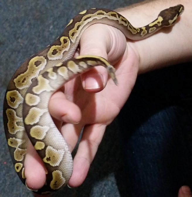 My first baby ball python, a lesser :)