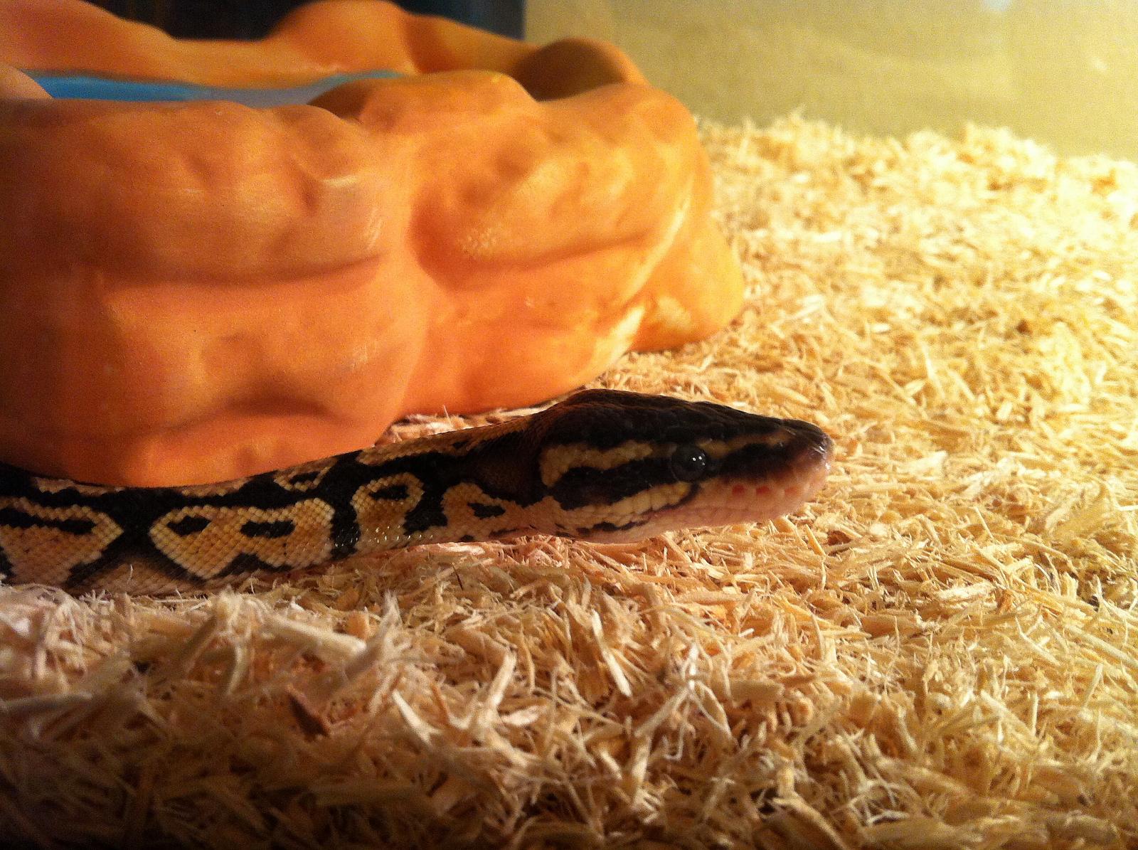 Kaa