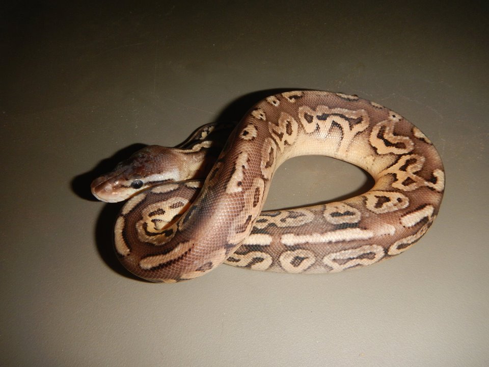 2014 Pewter