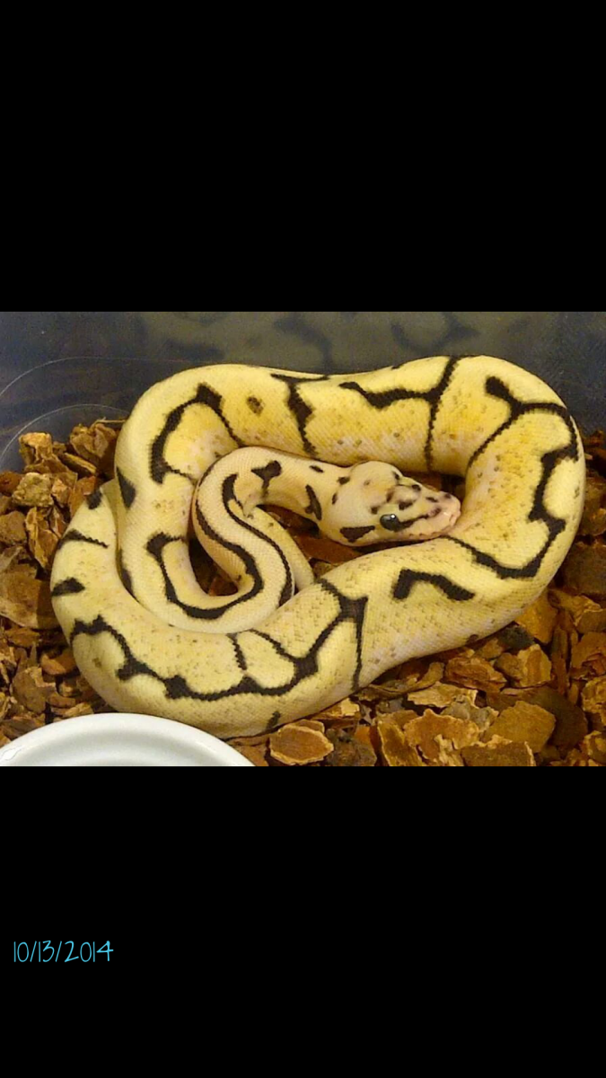 2014 Firebee
