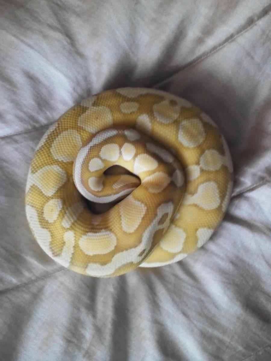 bananabutter belly