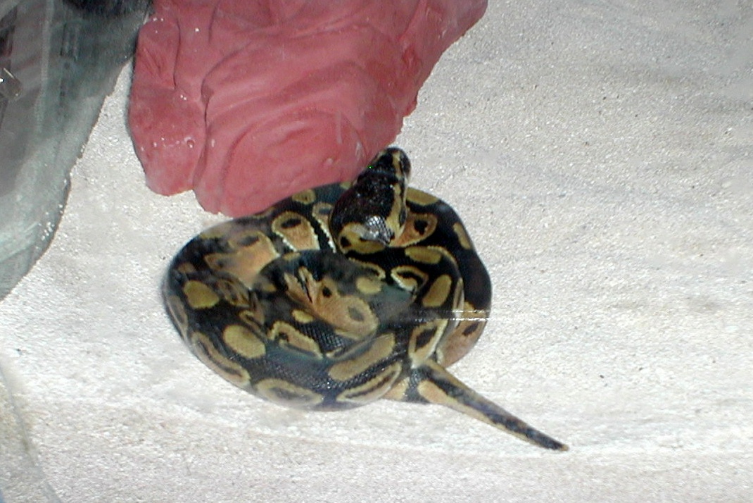 My new Ball Python