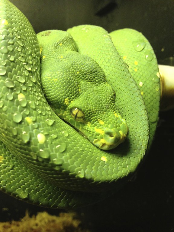 Darwin the GTP