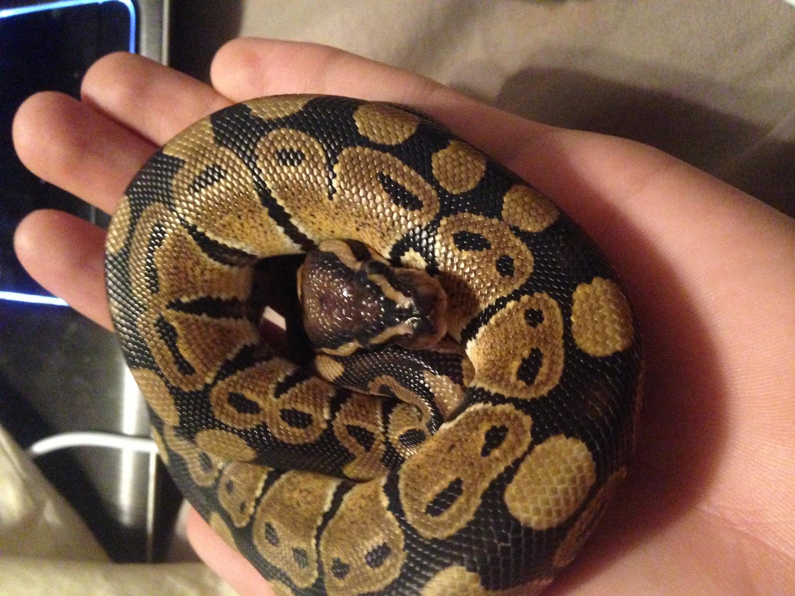 My BP.