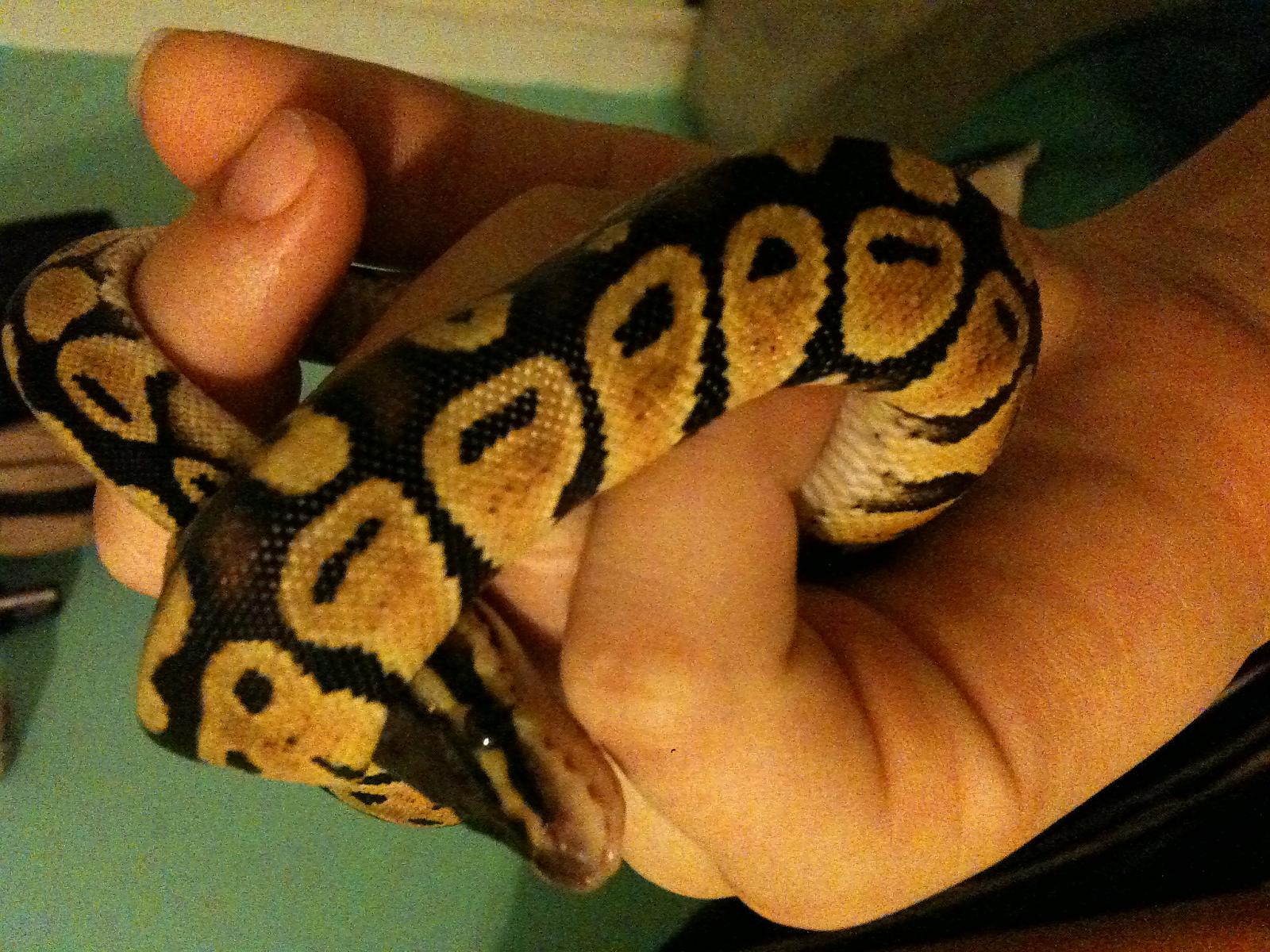 My first snake!