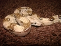 0.1 Red Tail Boa