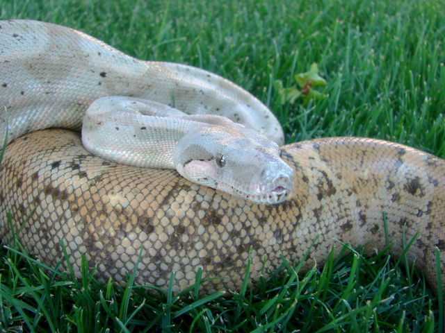 0.1 Hog Island Boa