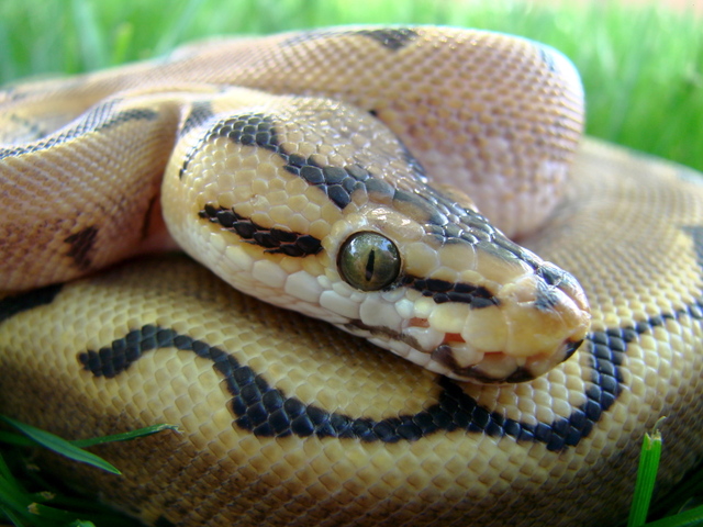 1.0 Spider Ball Python