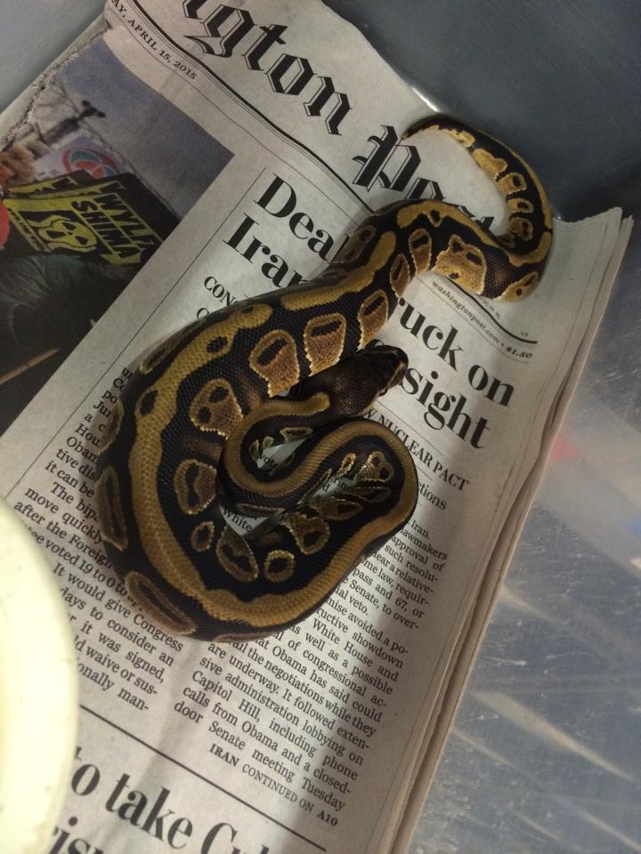 New Dinker Male