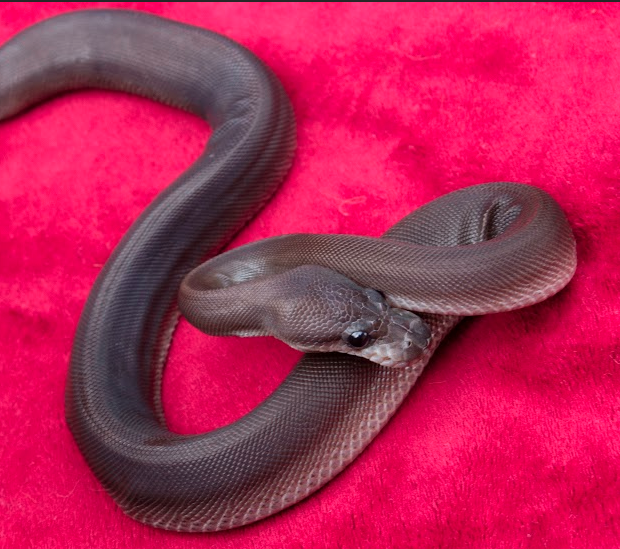 Hematite - super black pastel 