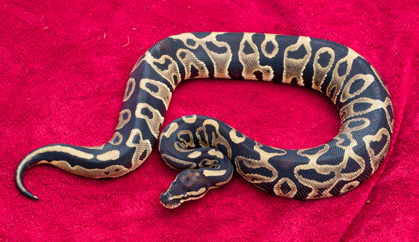 Lana Lady Leopard