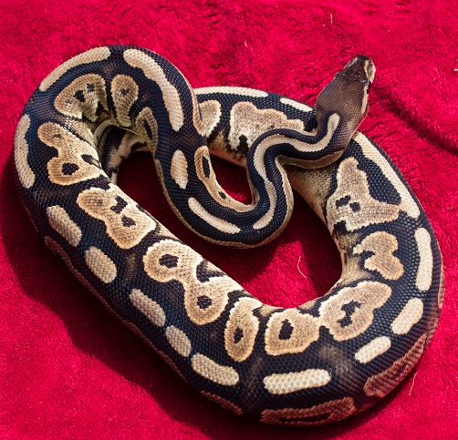 Cindy Cinnamon Snake