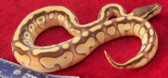 Mochi Motoko: Goldblush mojave enchi - Golden Mochi