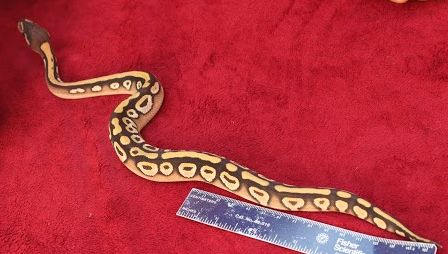 Mojo - goldblush mojave male