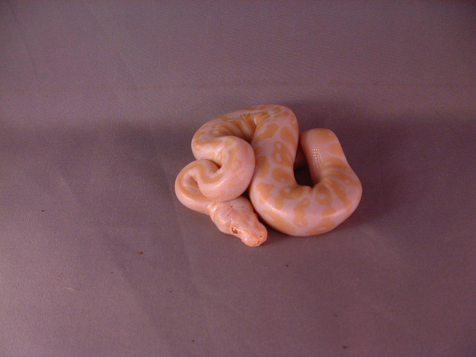 2012 Clutch 1 - Albino Pastel Shot 1