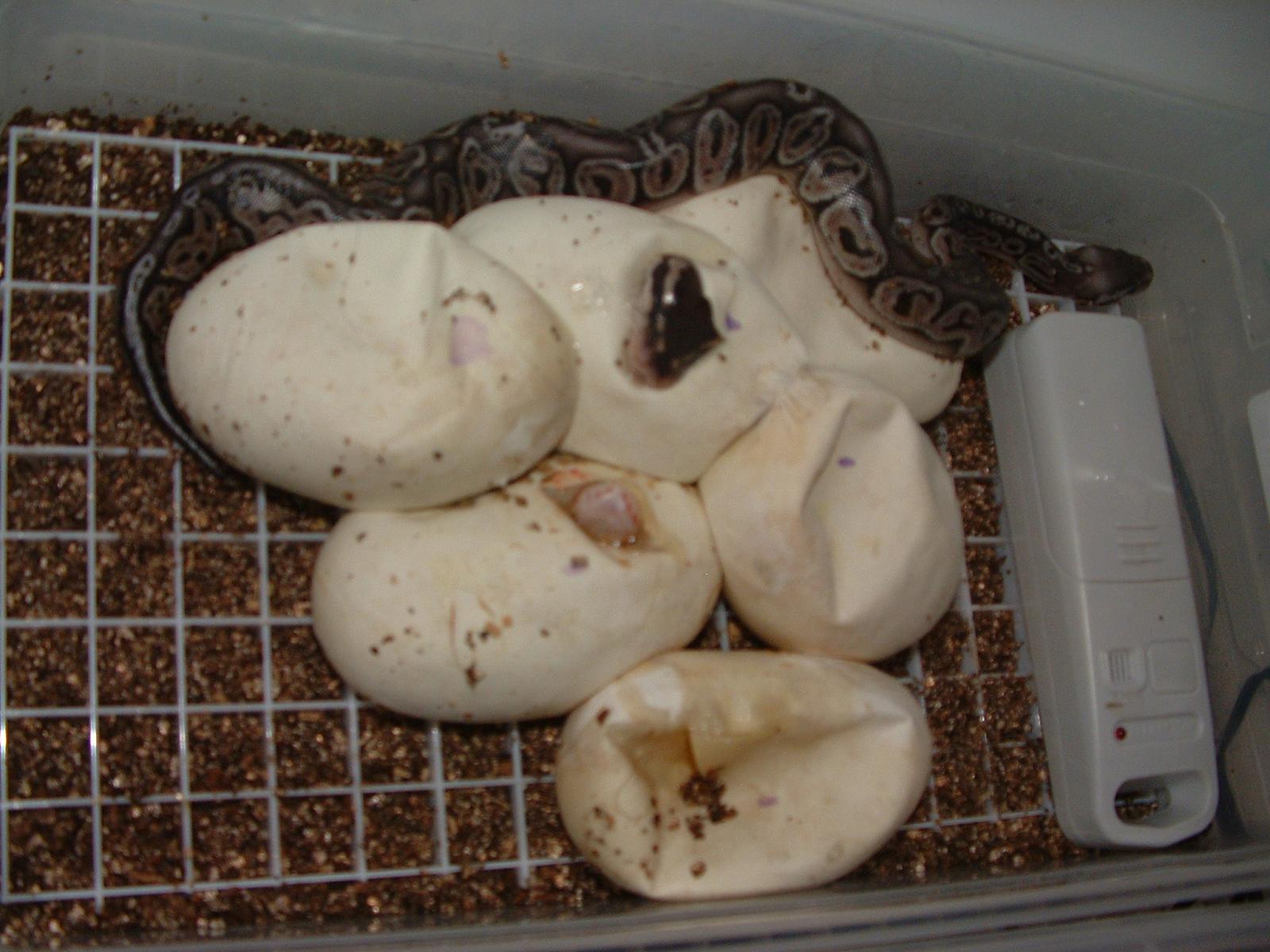 2012 Clutch 1 - Hatching #1