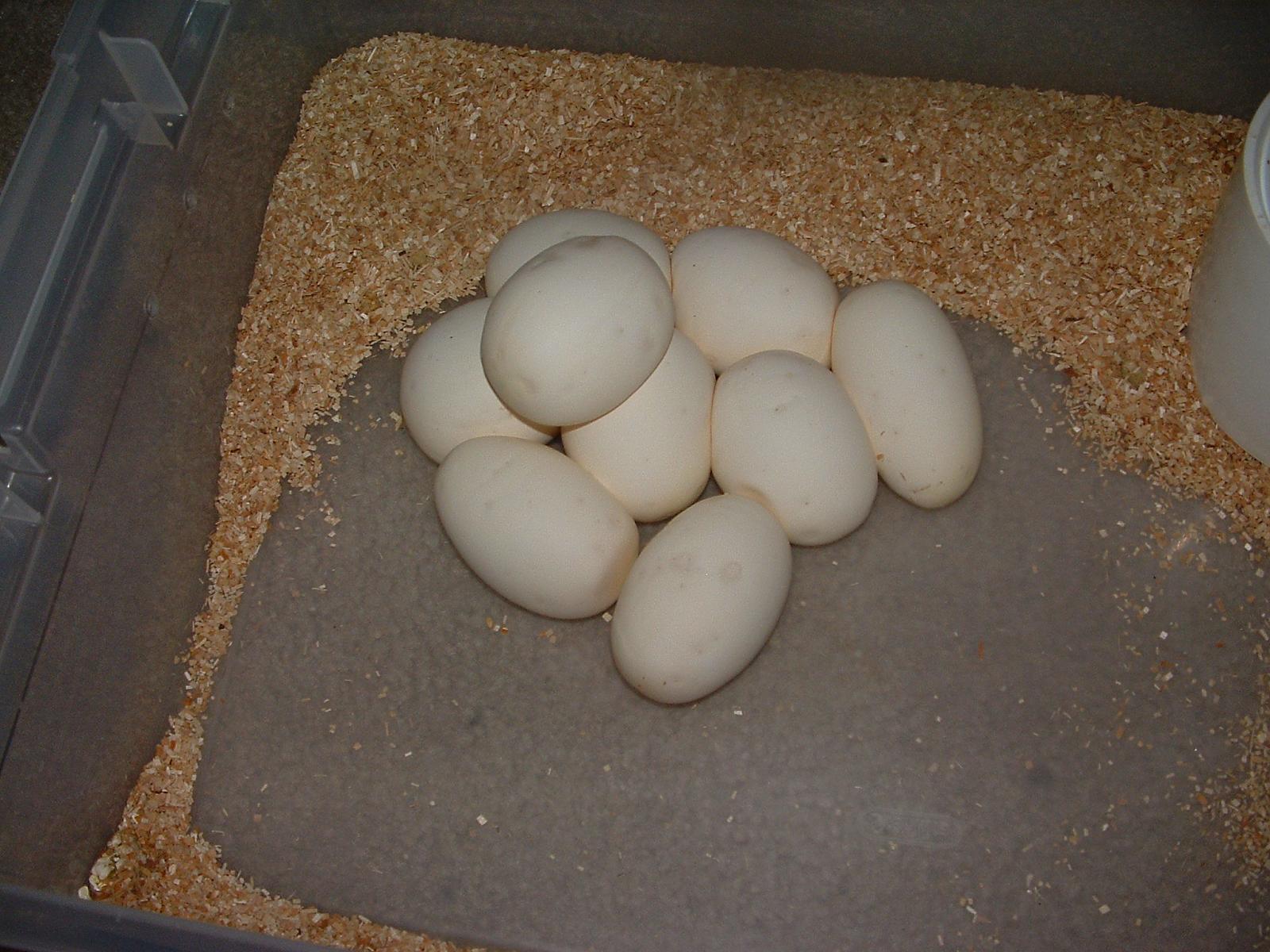 2012 Clutch 4 - Eggs