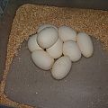 2012 Clutch 4 - Eggs