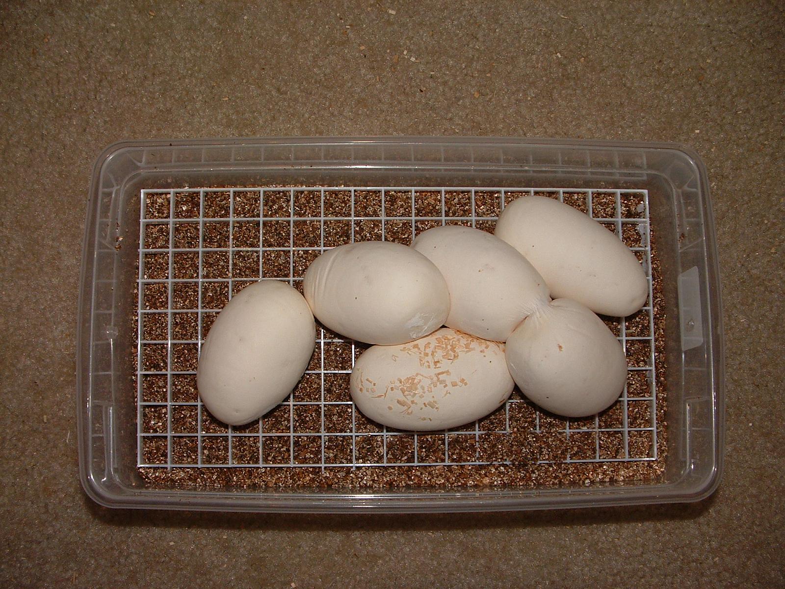 2012 Clutch 01 - Eggs In Tub