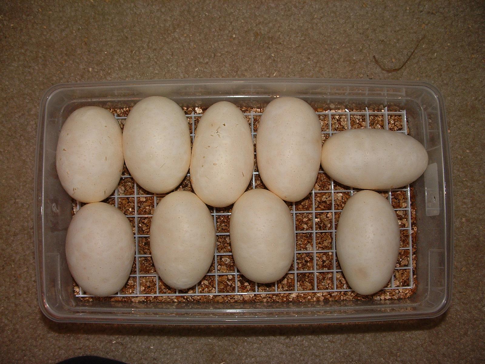 2012 Clutch 02 - Eggs In Tub