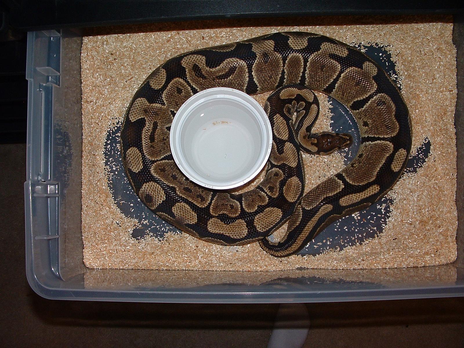 New Girl - Normal x Enchi Yellowbelly