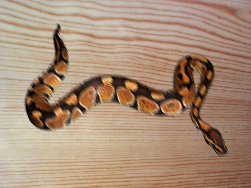 My python "Baller"