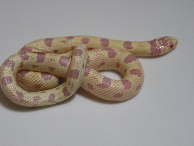 Albino Reverse Inkdrop Calking