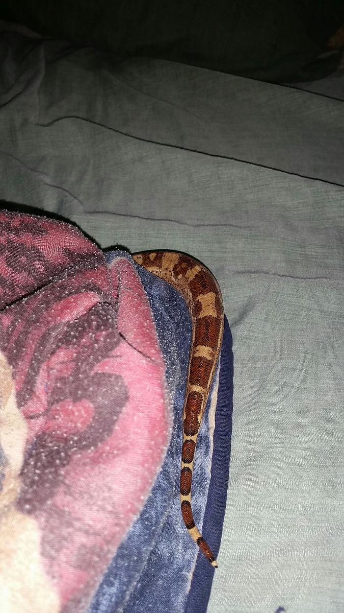 hiding