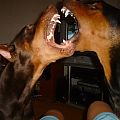 my 2 dobes