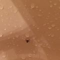 Bugs in the perch
