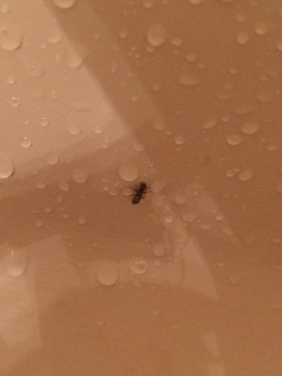 Bugs in the perch