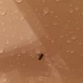 Bugs in the perch