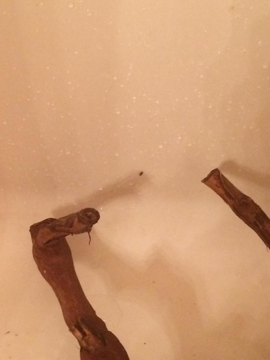 Bugs in the perch