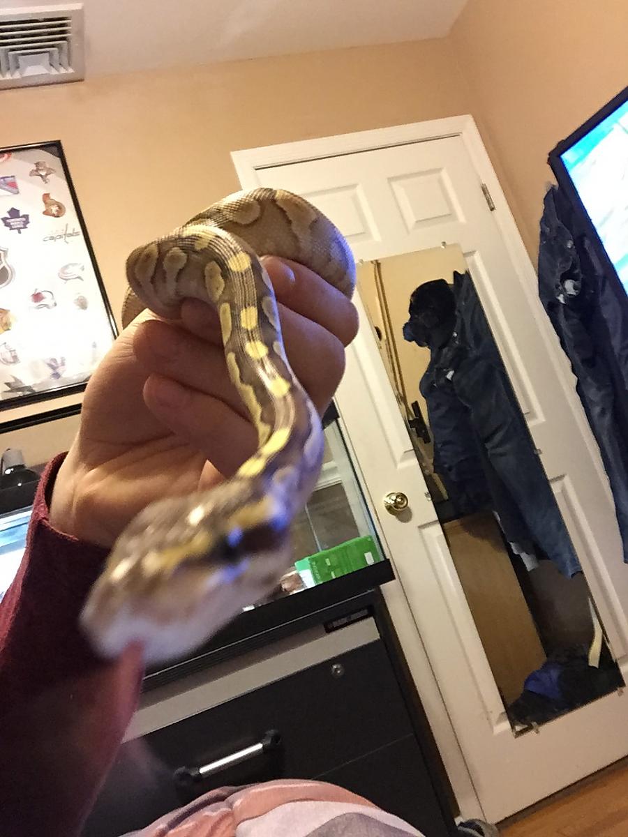 (Lesser BP) @ 5 months old