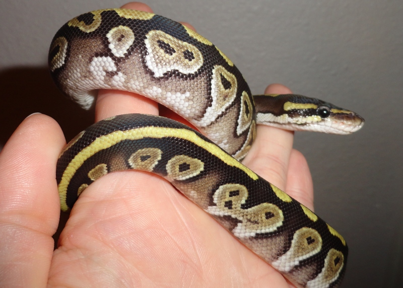 mojave f