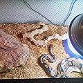 Onyx's Enclosure
