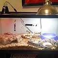 Onyx's Enclosure