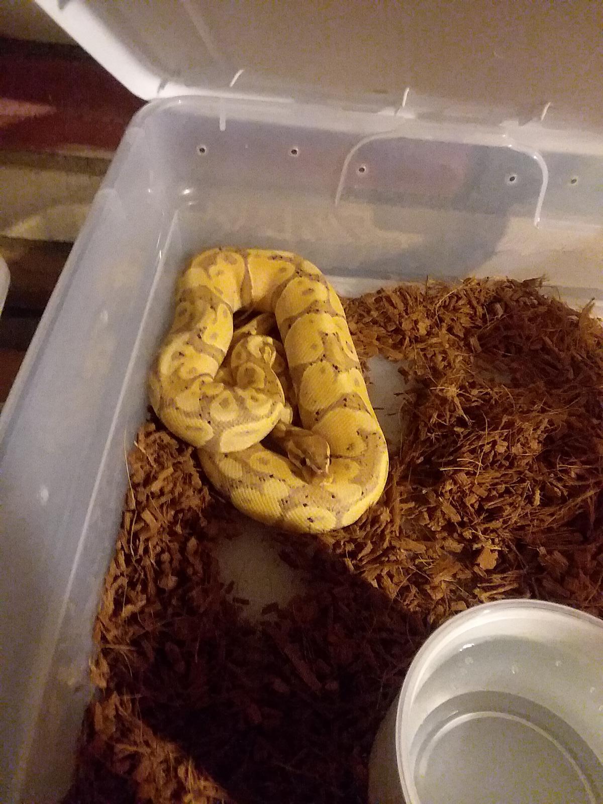 Banana