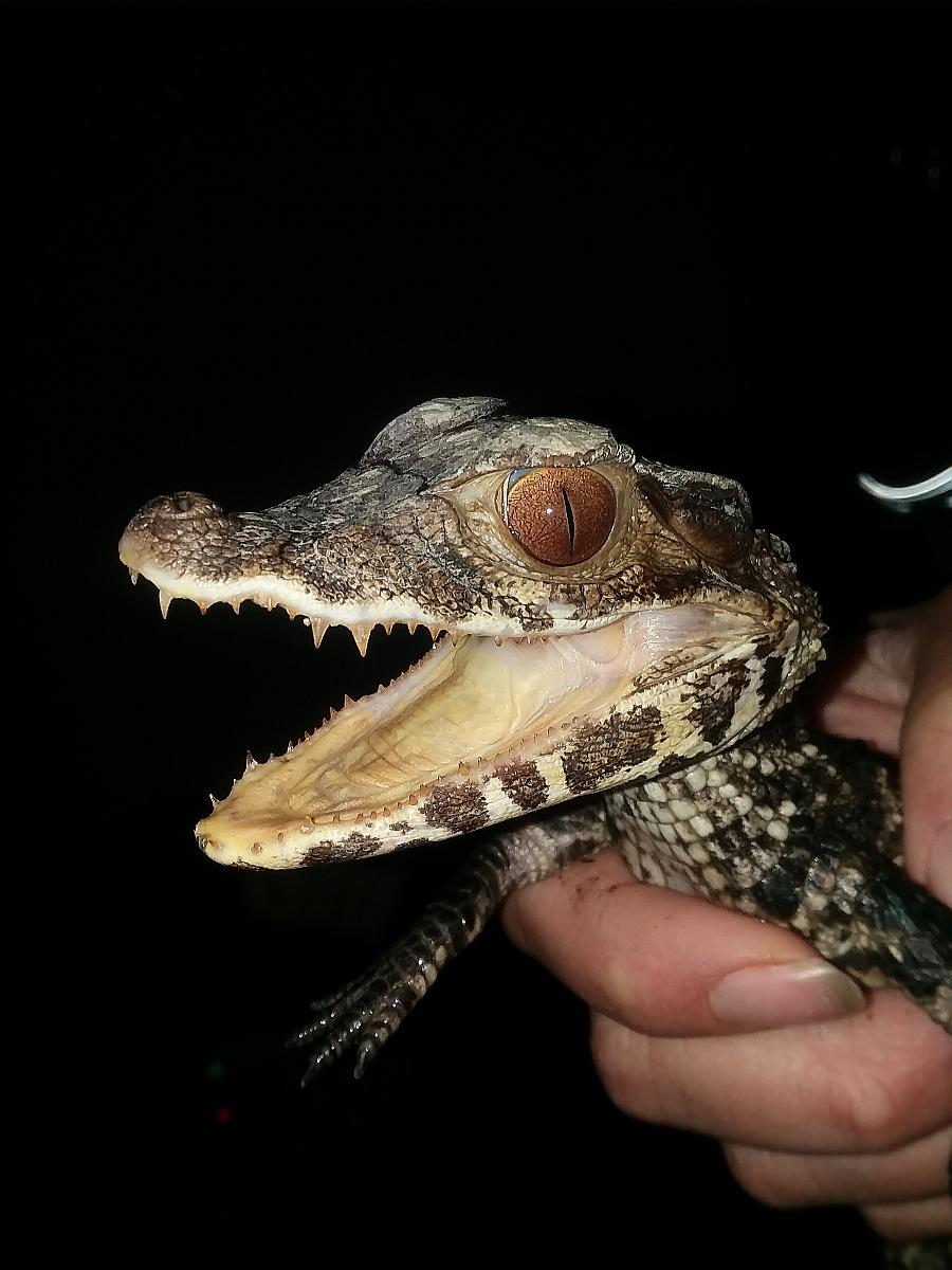 Floki