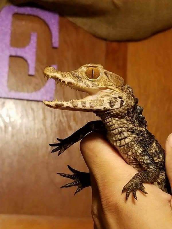 Floki