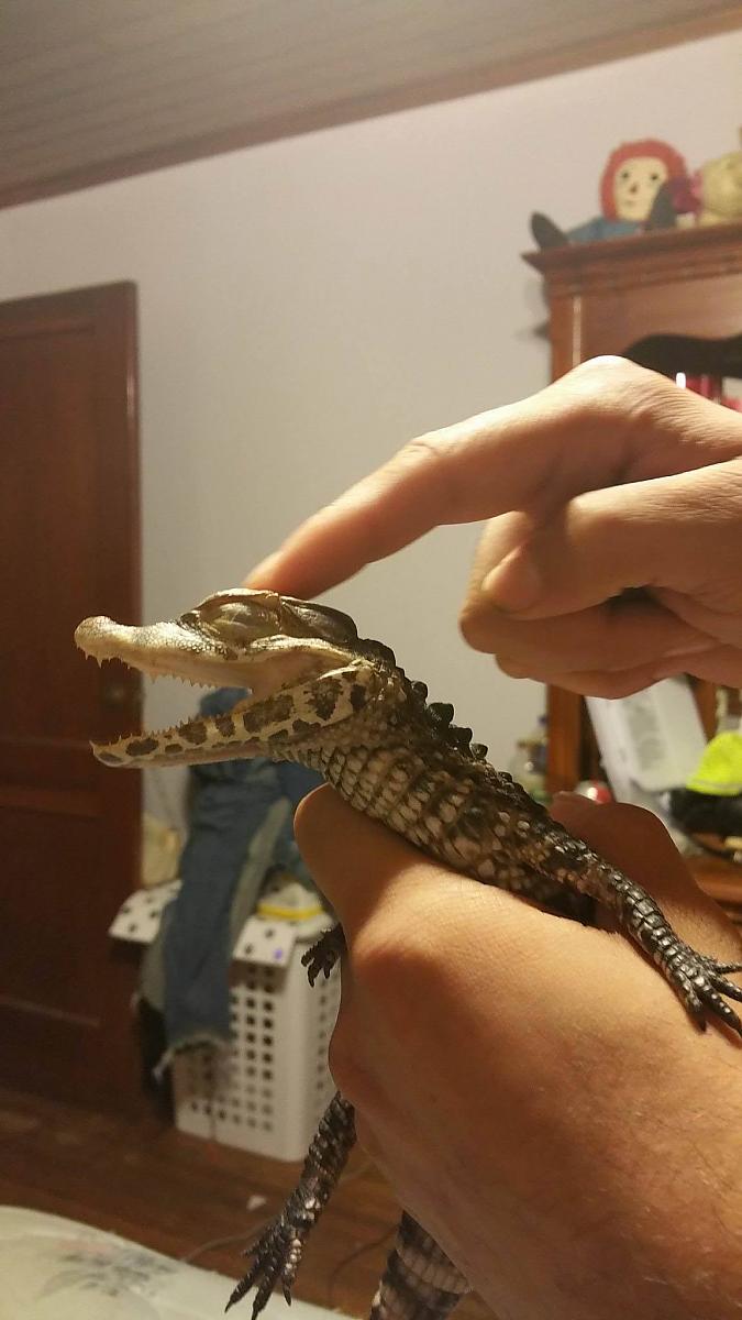 Floki head scratch