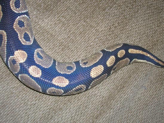 morph5