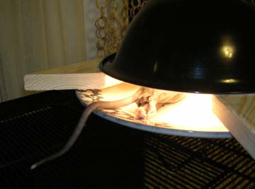 warming and scenting