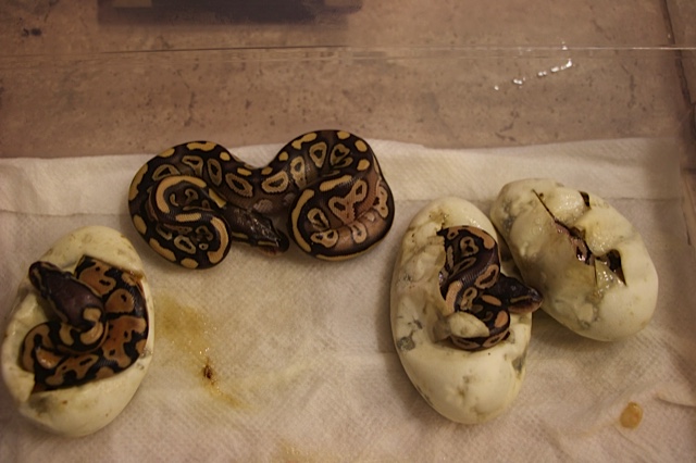First Hatchlings Pastel X Mojave
